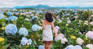 Điểm danh những cánh đồng hoa cẩm tú cầu nổi tiếng ở Đà Lạt | VNTOUR