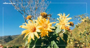 Tháng 11 Đà Lạt đẹp mê mẩn bởi 3 loài hoa dại rực rỡ | VNTOUR